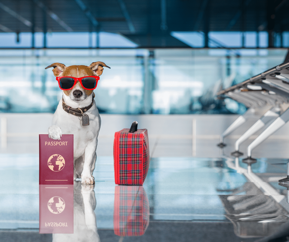 Before Vacation Begins: How Forest Crossing Animal Hospital Helps with Travel Health Certificates and Trip-Ready Pets